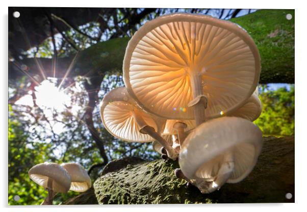 Mushrooms in Autumn Forest Acrylic by Arterra 