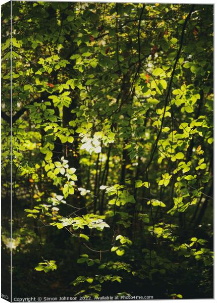 Sunlit leaves Canvas Print by Simon Johnson