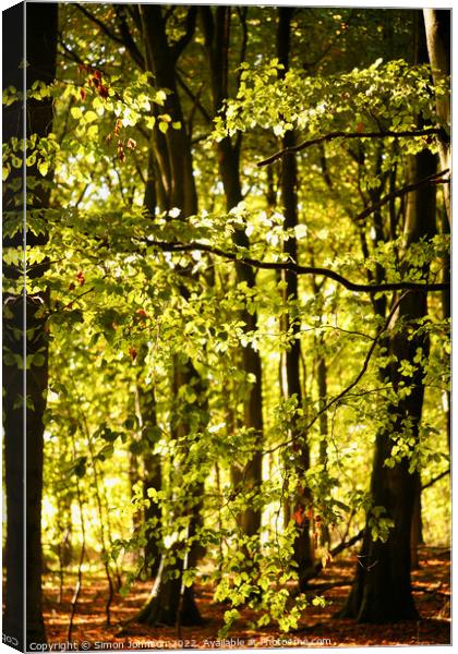 sunlit woodland Canvas Print by Simon Johnson