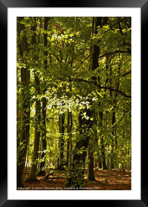 Woodland light Framed Mounted Print by Simon Johnson