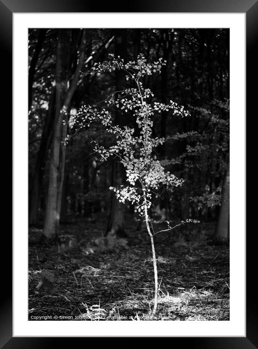 sunlit tree Framed Mounted Print by Simon Johnson