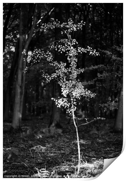sunlit tree Print by Simon Johnson