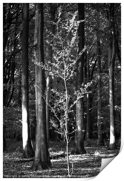 sunlit tree Print by Simon Johnson