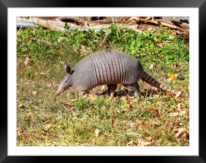 Armadillo Framed Mounted Print by Frankie Cat