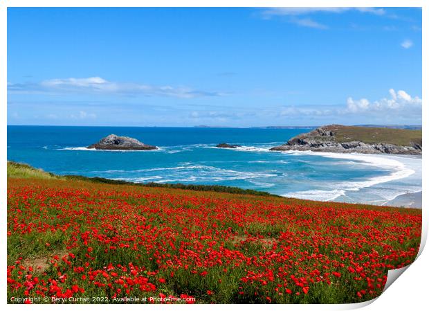 Majestic Red Poppies at Crantock Print by Beryl Curran