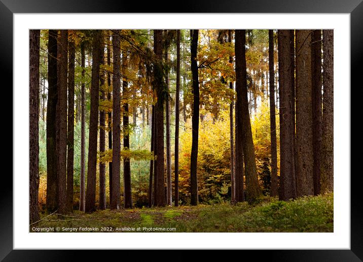 Day in autumn forest. October in european forest. Framed Mounted Print by Sergey Fedoskin