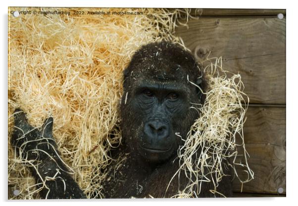 Gorilla And His Wood Wool Acrylic by rawshutterbug 