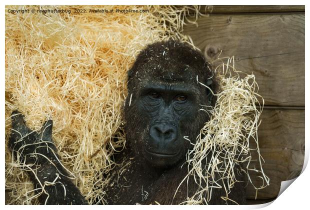 Gorilla And His Wood Wool Print by rawshutterbug 