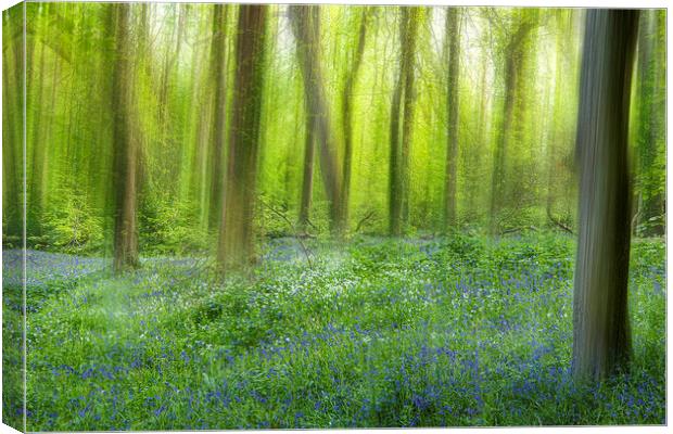 English Bluebell Wood, dreaming Canvas Print by kathy white