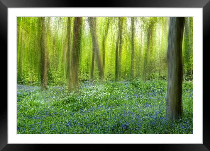 English Bluebell Wood, dreaming Framed Mounted Print by kathy white