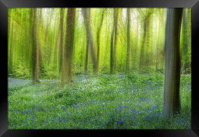 English Bluebell Wood, dreaming Framed Print by kathy white
