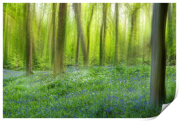English Bluebell Wood, dreaming Print by kathy white