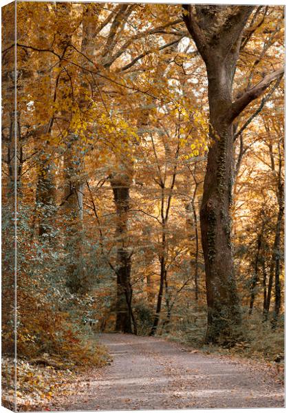 Enchanting Autumn Stroll Canvas Print by kathy white