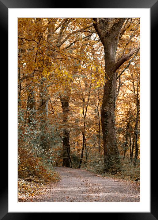 Enchanting Autumn Stroll Framed Mounted Print by kathy white