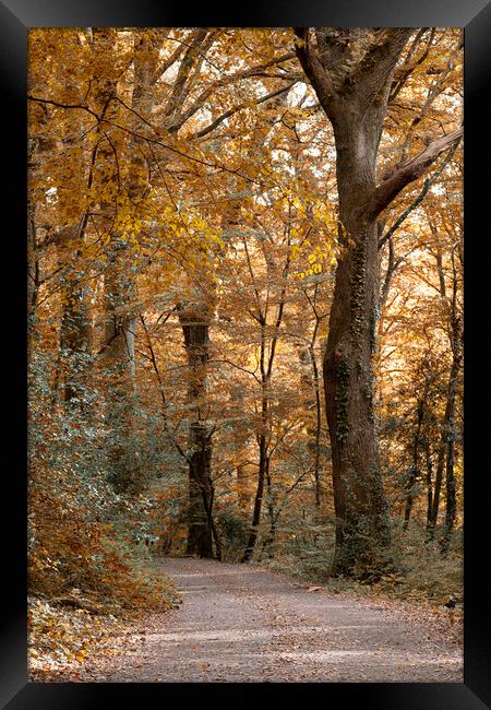 Enchanting Autumn Stroll Framed Print by kathy white