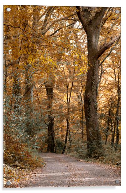 Enchanting Autumn Stroll Acrylic by kathy white