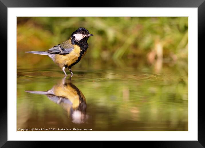 Great Tit (Parus major) Framed Mounted Print by Dirk Rüter