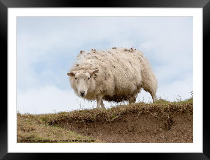 Sussex Downland sheep on crag Framed Mounted Print by Sally Wallis