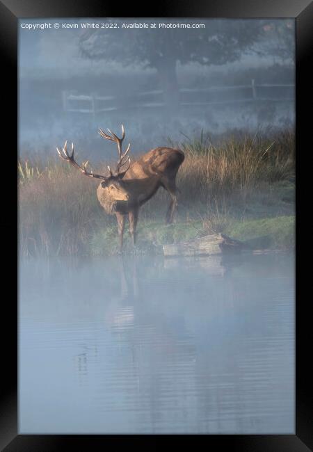 Stag drinking in the mist Framed Print by Kevin White