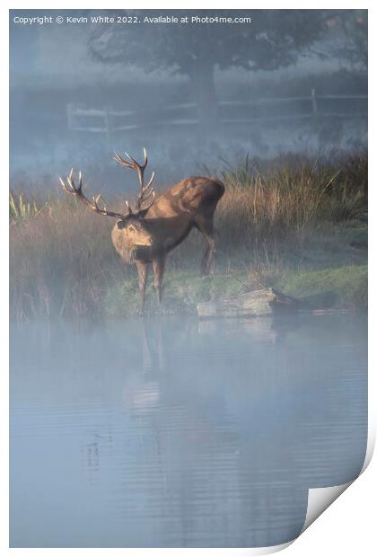 Stag drinking in the mist Print by Kevin White