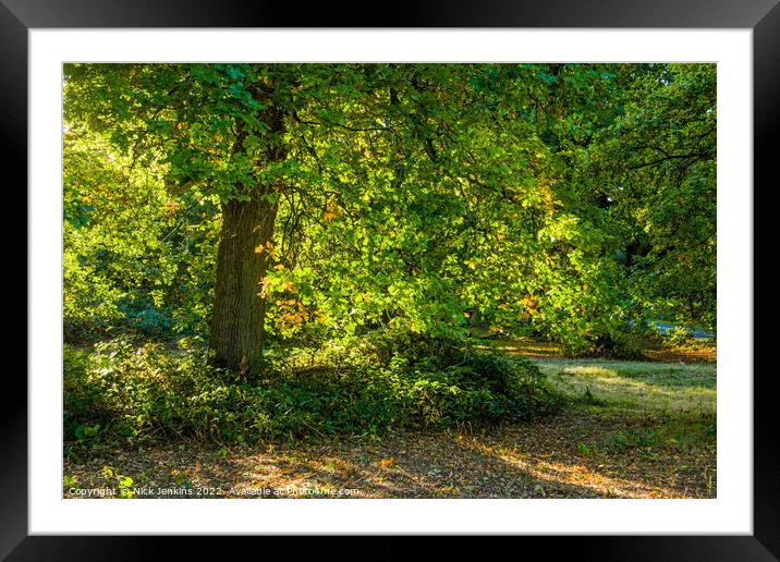 Oak Tree Forest of Dean Backlit  Framed Mounted Print by Nick Jenkins