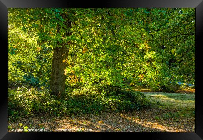 Oak Tree Forest of Dean Backlit  Framed Print by Nick Jenkins