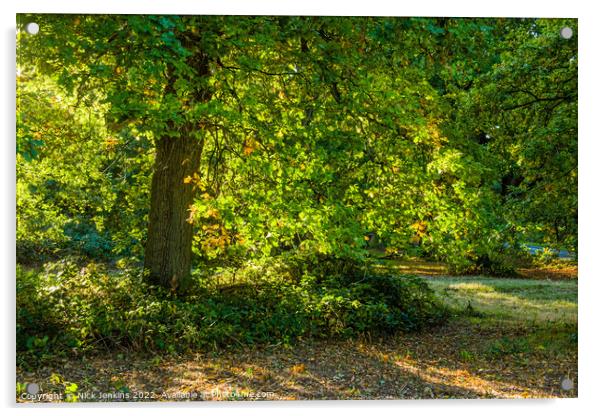 Oak Tree Forest of Dean Backlit  Acrylic by Nick Jenkins
