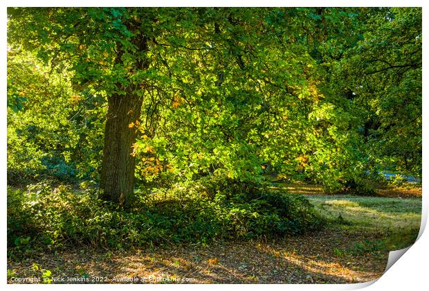 Oak Tree Forest of Dean Backlit  Print by Nick Jenkins