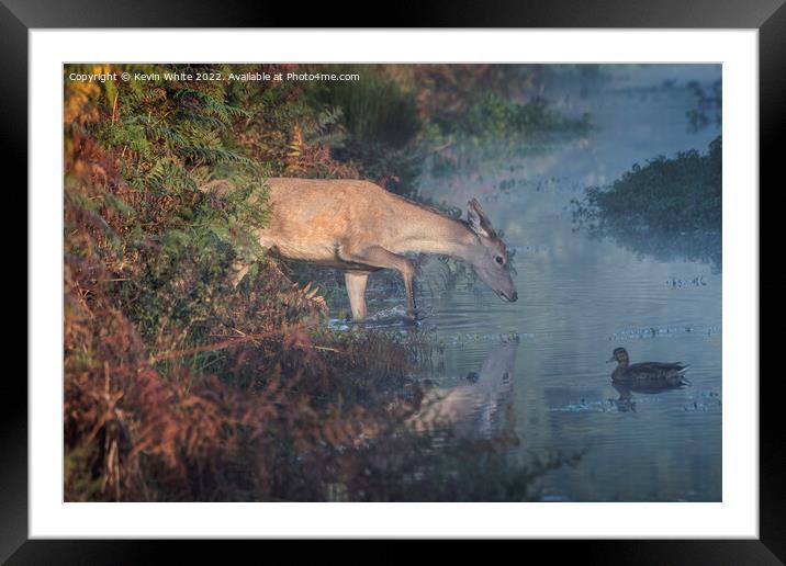 Venture into the misty pond Framed Mounted Print by Kevin White