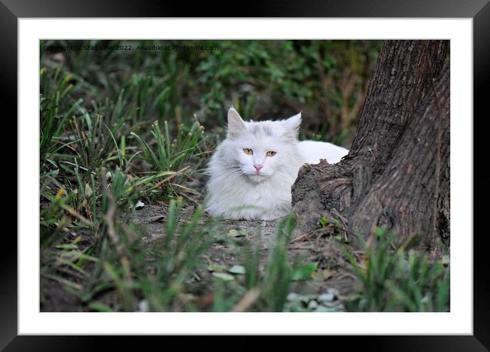 White cat Framed Mounted Print by Stan Lihai