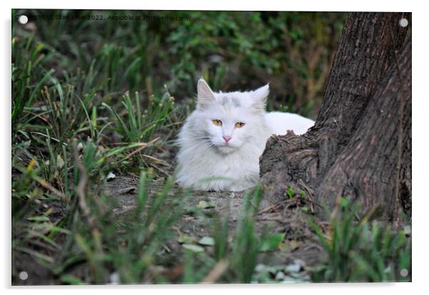 White cat Acrylic by Stan Lihai