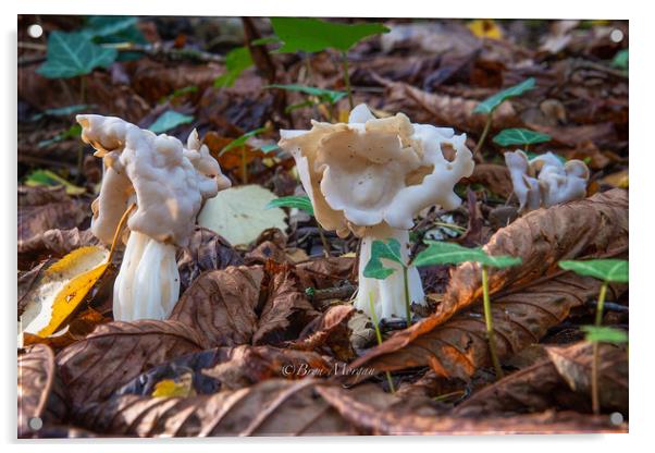 Helvella crispa, White helvella in the woods Acrylic by Bryn Morgan