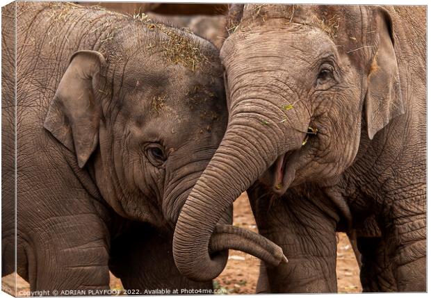 Siblings Canvas Print by ADRIAN PLAYFOOT