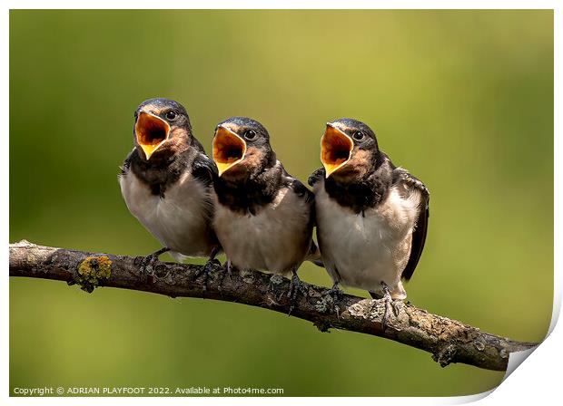 Young Swallow  Print by ADRIAN PLAYFOOT