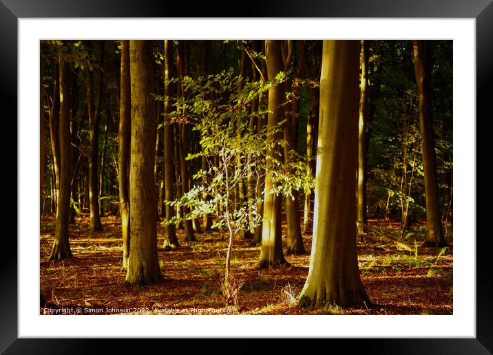 Sunlit  Tree Framed Mounted Print by Simon Johnson