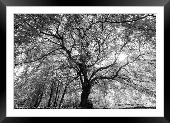 Beech tree with sunlight Framed Mounted Print by Simon Johnson