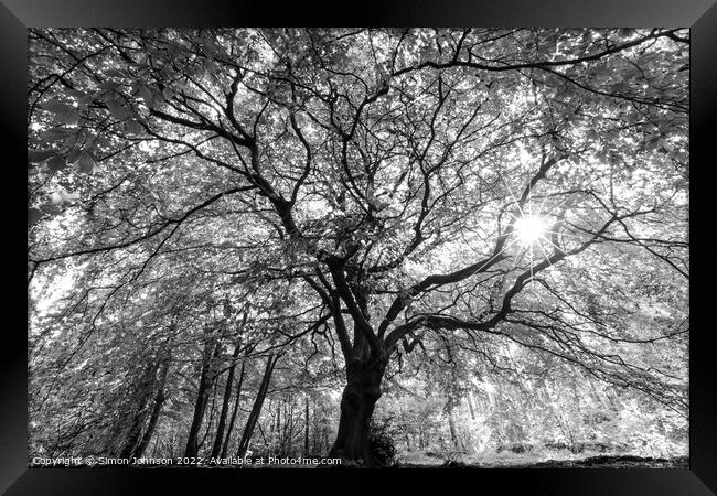 Beech tree with sunlight Framed Print by Simon Johnson