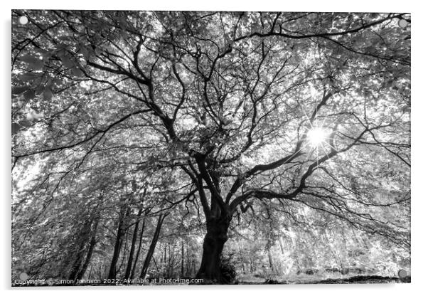 Beech tree with sunlight Acrylic by Simon Johnson