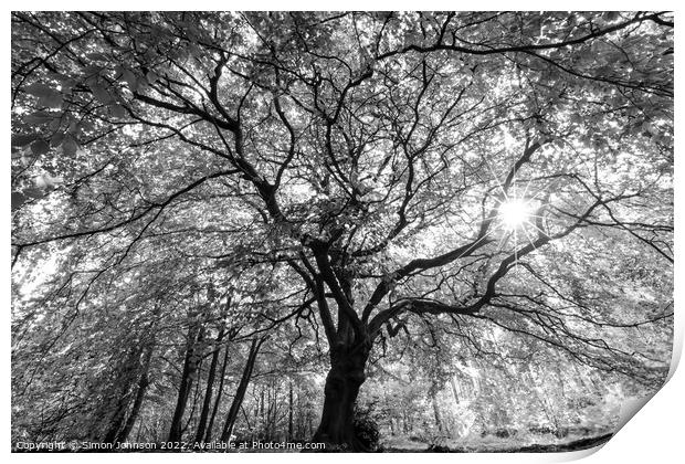 Beech tree with sunlight Print by Simon Johnson
