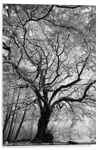 Beech Tree Acrylic by Simon Johnson