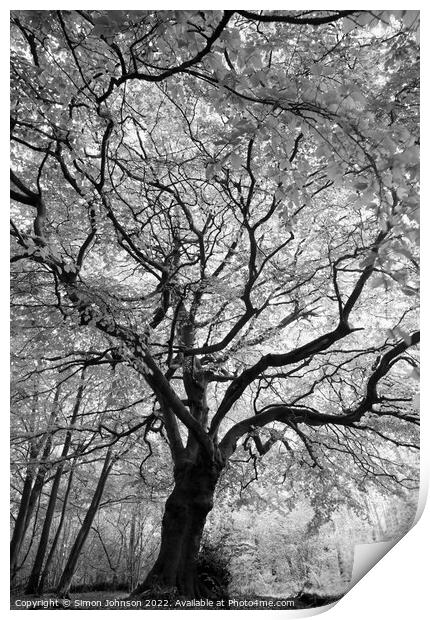 Beech Tree Print by Simon Johnson