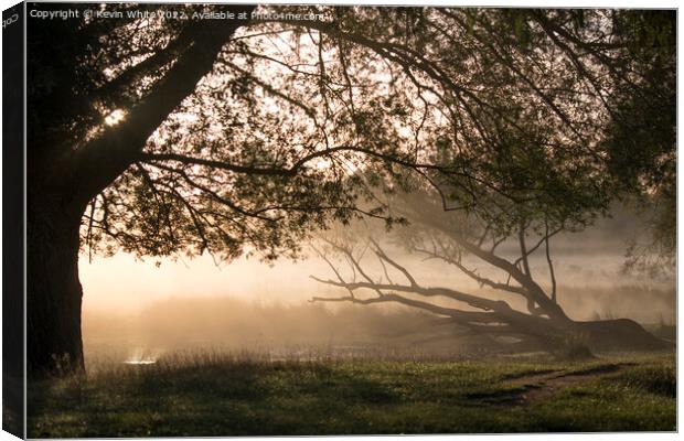 Fallen tree lit by the misty sunrise Canvas Print by Kevin White