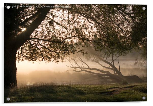 Fallen tree lit by the misty sunrise Acrylic by Kevin White