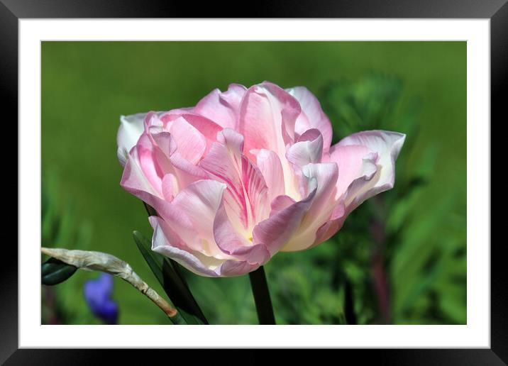 Pink Peony Framed Mounted Print by Susan Snow