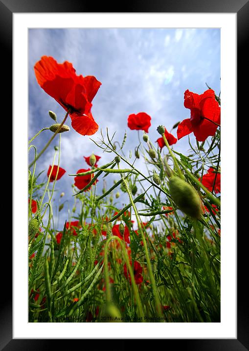 Poppys Framed Mounted Print by R K Photography