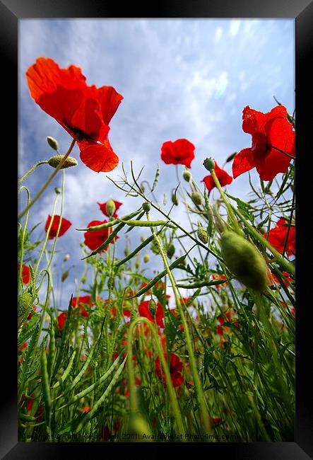 Poppys Framed Print by R K Photography
