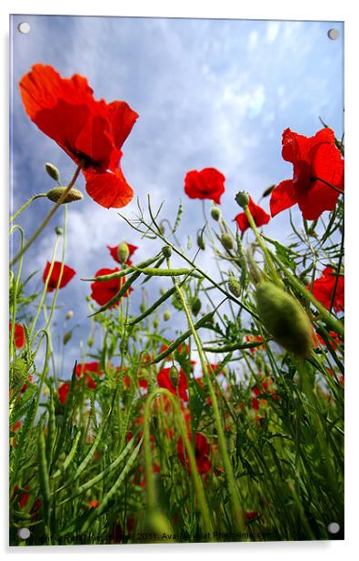 Poppys Acrylic by R K Photography
