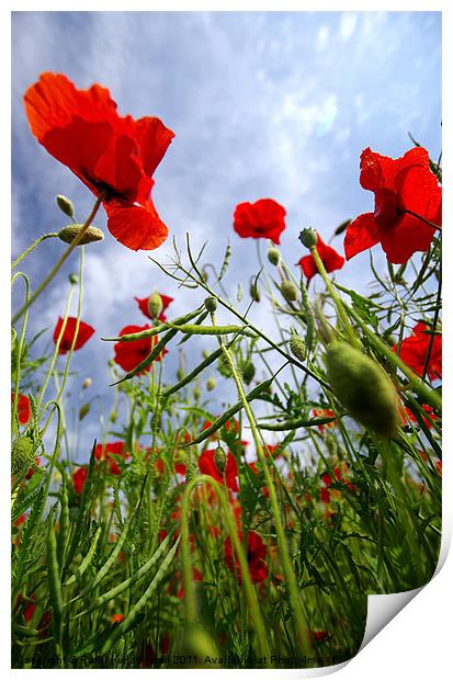 Poppys Print by R K Photography