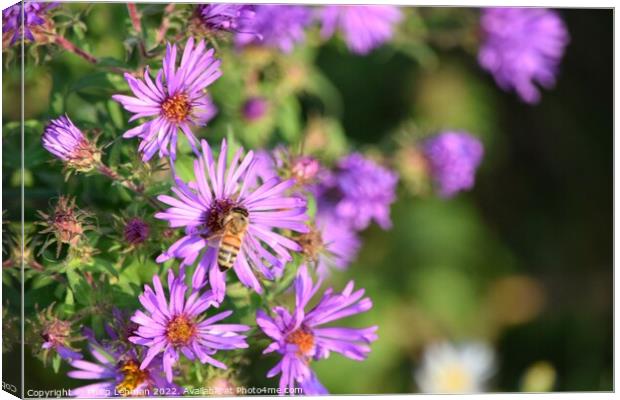 Honey Bee on Purple Asters (A) Canvas Print by Philip Lehman