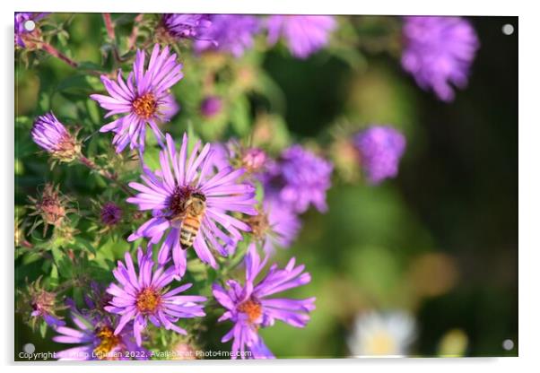 Honey Bee on Purple Asters (A) Acrylic by Philip Lehman